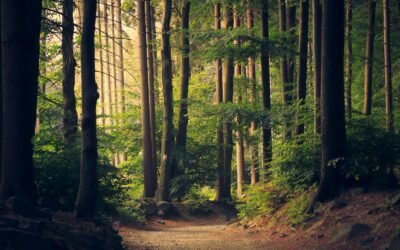Forest river environmental landscape