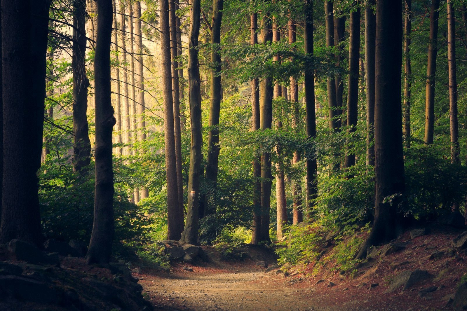 Dense forest canopy representing Environment and Ecology revision strategy for UPSC Prelims 2026 with 12 days remaining